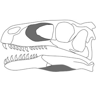 Utahraptor Skull Template File